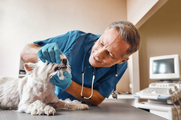 Best Mobile Emergency Dentist in Holiday Valley, OH